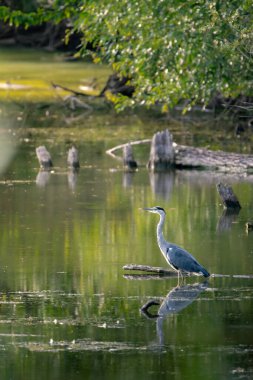 Gri Haron gölde duruyor..