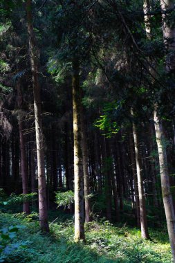 Almanya, Kara Orman 'da koyu, yoğun bir kozalaklı orman manzarası, zengin yeşil yapraklar ve karamsar bir atmosferle dolu..