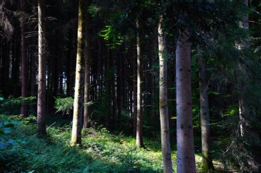 Almanya, Kara Orman 'da koyu, yoğun bir kozalaklı orman manzarası, zengin yeşil yapraklar ve karamsar bir atmosferle dolu..