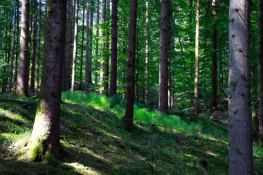 Almanya, Kara Orman 'da koyu, yoğun bir kozalaklı orman manzarası, zengin yeşil yapraklar ve karamsar bir atmosferle dolu..