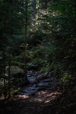 Almanya, Kara Orman 'da dar ve karanlık bir orman yolu. Küçük bir dereyle kesişiyor ve ağaçlarla çevreleniyor..