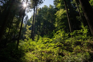 Almanya 'nın Kara Orman kentindeki güneşli bir açıklığa dallarında güneş ışığı akan genç ağaçlar parlak ve huzurlu bir manzara yaratıyor..