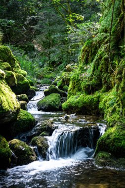 Dar bir orman deresi, yosun kaplı taşların üzerinde kıvrılarak yemyeşil Kara Orman 'da sayısız küçük şelale oluşturur..