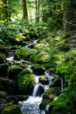 Dar bir orman deresi, yosun kaplı taşların üzerinde kıvrılarak yemyeşil Kara Orman 'da sayısız küçük şelale oluşturur..
