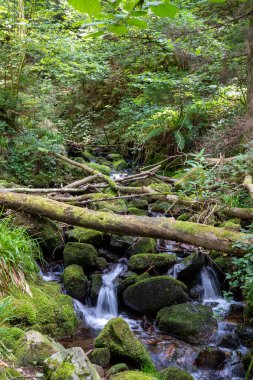 Bir orman deresi, Almanya 'nın Kara Orman bölgesindeki sık ormanlarla çevrili, eski devrilmiş ağaç gövdelerinin geçtiği yosun kaplı taşların üzerinden akar..