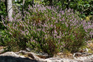 Gri Haron bir ormanın önünde uçuyor..