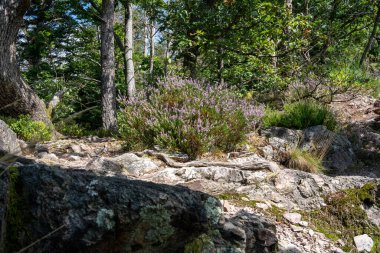 Gri Haron bir ormanın önünde uçuyor..
