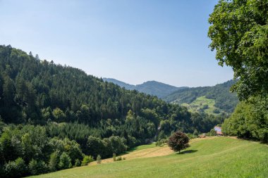 Almanya 'nın Kara Orman kentindeki bir çayırın manzarası. Yoğun orman, uzak dağlar ve merkezde çarpıcı bir kırmızı ağaç bulunuyor..
