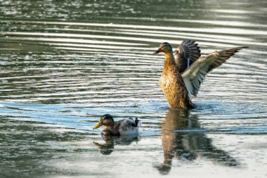 Gün batımında Mallard kanatlarını çırpıyor..