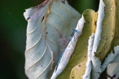Mavi yusufçuk eski bir yaprağın üzerinde oturuyor..