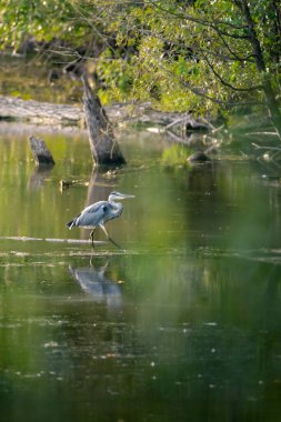 Gri Haron gölde yürüyor.