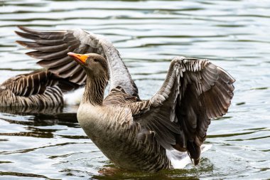 Bir kaz sudan yükselir ve doğal su manzarasıyla çevrili sakin bir gölde kanatlarını çırpar..