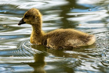 Yavru bir kaz, doğal su manzarasıyla çevrili sakin bir gölde yüzer..