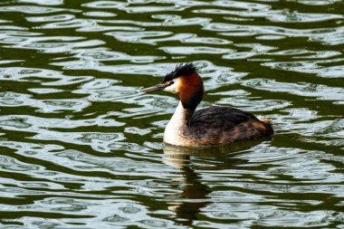 Erkek büyük bir ibikli yunus doğal deniz manzarasıyla çevrili sakin bir gölde zarifçe yüzer..