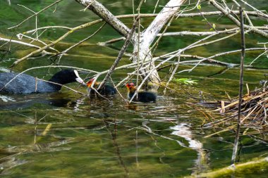 Bir öküz, iki yavrusunu doğal su manzarasıyla çevrili sakin bir gölde besler..