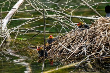 Yavrularıyla birlikte sakin bir gölde yüzen bir yuvada, doğal deniz manzarasıyla çevrili bir yaban ördeği oturuyor..