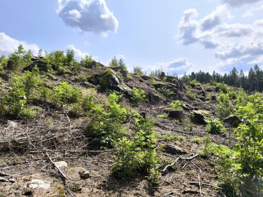 Bir orman ve bir dağ manzarası