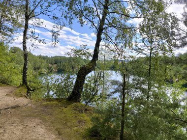 Ormanın güzel doğası