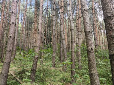 Ağaçlı ve yeşil yapraklı güzel sonbahar manzarası