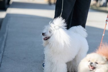 Beyaz kaniş köpeğinin tüylü paltosu tasması dışarıda güneş ışığında asfaltta duruyor..