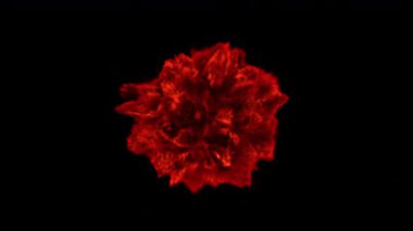 Işıl ışıl yanan bir küre parlak kırmızı ve turuncu renklerde sonsuz kıvrımlı alevler saçıyor. Bu kusursuz döngü etkisi dinamik enerjiyi yakalar, animasyonlar, ateşli tasarımlar veya dramatik görseller için mükemmeldir..