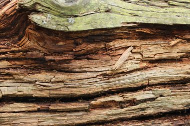 Eski ahşap kabuk dokusu