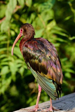 Doğadaki güzel kuşun manzarası