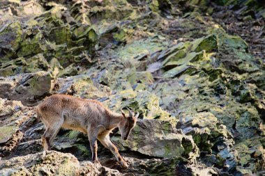 Dağdaki genç geyik