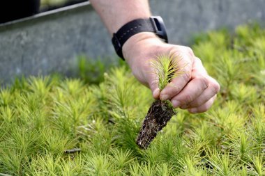 Ormana çim eken bir adam. ekoloji, çevre, ekoloji, çevre.