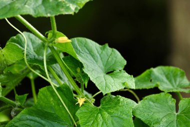Güzel botanik fotoğrafı, doğal duvar kağıdı.
