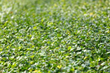 Metal bir kabloya yakın.