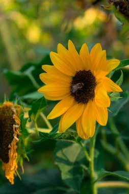 Parlak sarı bir ayçiçeğinin, polen toplayan bir yaban arısıyla yakın çekimi. Bahçede güzel sarı ayçiçeği