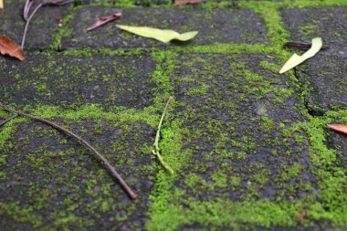 Asfaltlı yolda yosun. Tuğla kaldırımın dikişleri arasında büyüyen yeşil bitkiler ve üzerine düşen yapraklar..
