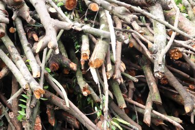 Orman zeminine yığılmış taze kesilmiş odun dalları. Kuru yapraklar, küçük bitkiler ve toprak dokusuyla çevrili kabuklu doğal ahşap kütükler..