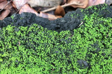 Pilea microphylla (L.) Liebm ve yosunlar yol yüzeyinde nemli görünüyor. Düşmüş ve çürüyen yaprak çöpü. Üst görünüm.