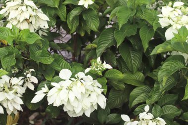 Mussaenda philippica parlak beyaz çiçeklerdir. Bahçede güzel çiçekler ve arka planda yeşil yapraklar.