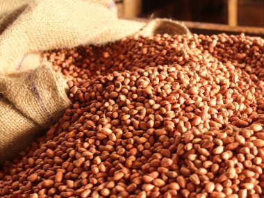 Çuvaldan dökülen fındıklar. İşlenmeye ve pazarlanmaya hazır soyulmuş fıstıkların yakın plan fotoğrafı. Çatlakların arka planı.