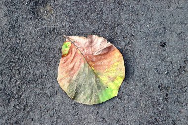 Tek bir kuru yaprak asfalt yola düştü. Yaprak, düşmüş olsa da, hala yeşil izler taşıyor. Kısa ve kısa ömürlü hayatın güzelliğini yansıtan kavramsal bir fotoğraf..