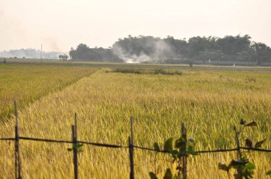 Sıcak öğleden sonra güneşi altında kırsal alanda uzanan altın pirinç tarlaları, ağaç sınırına yakın yerden yükselen dumanla birlikte. Olgun çeltik sallanıyor hasat mevsimini sembolize ediyor.