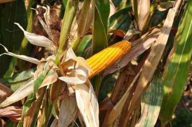 Mısır ya da mısır hasadı için olgunlaşır, yapraklar kuruyup sararmaya başlar. Mısır tarlasında hasat için hazır mısır bitkilerinin fotoğrafı..