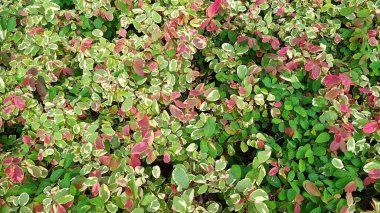 Yeşil, krem ve kırmızı yaprakların karışımından oluşan renkli süs yaprakları çarpıcı bir doğal desen oluşturuyor. Canlı çeşitlilikteki yapraklar eşsiz dokular sergiliyor, taze yeşillikleri harmanlıyor..