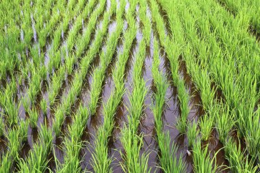 Yeşil çeltik tarlasının yakın plan görüntüsü. Sıralarda taze pirinç bitkileri yetişiyor. Sığ ve yansıtıcı suda dik duruyorlar. Canlı yeşil yapraklar, berrak suyla çok güzel tezat oluşturuyor..