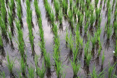 Yeşil çeltik tarlasının yakın plan görüntüsü. Sıralarda taze pirinç bitkileri yetişiyor. Sığ ve yansıtıcı suda dik duruyorlar. Canlı yeşil yapraklar, berrak suyla çok güzel tezat oluşturuyor..