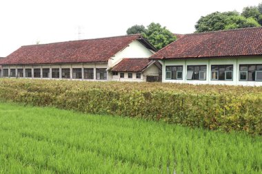 Geleneksel kırmızı kiremitli çatısı ve klasik pencereleri olan ve yemyeşil pirinç tarlaları arasında zarif duran geleneksel bir okul binasının bulunduğu kırsal bir bölge..