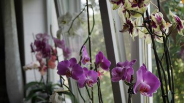Farklı renklerde orkideler pencere pervazında çiçek açar, doğal ışık içeri girer..