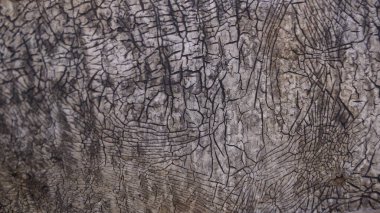 Çatlamış ağaç kabuklarının yakın plan görüntüleri..