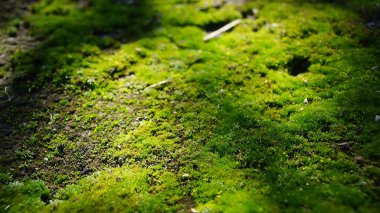 Orman zemininde büyüyen canlı yeşil yosunların yakın çekimi.
