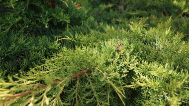 Bereketli, yeşil kozalaklı dallara yakın çekim.