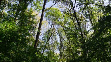 Açık bir gökyüzünün altında uzun ağaçlar ve yeşil yapraklarla dolu sık bir orman manzarası.