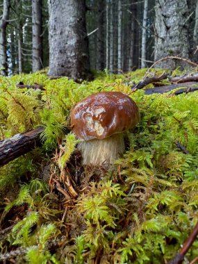 A small white mushroom grows in the forest